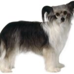 Chinese Crested