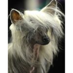 Chinese Crested