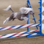 Chinese Crested