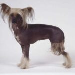 Chinese Crested