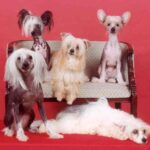 Chinese Crested