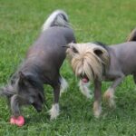 Chinese Crested
