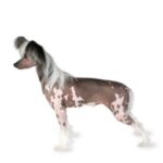 Chinese Crested