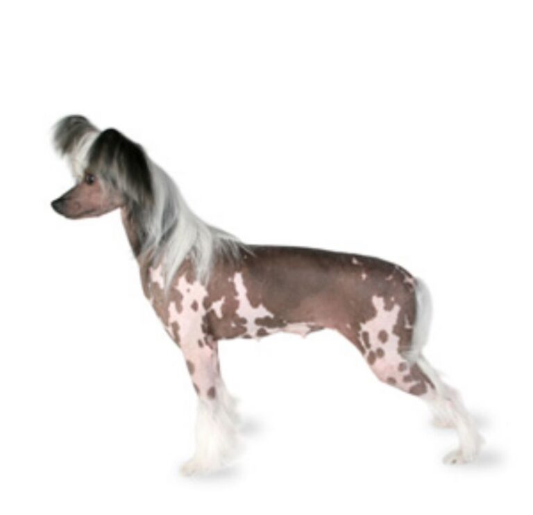 Chinese Crested