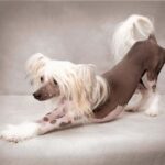 Chinese Crested