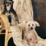 Chinese Crested