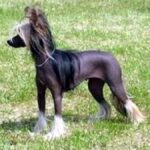 Chinese Crested