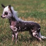 Chinese Crested
