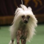 Chinese Crested