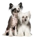 Chinese Crested