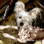 Chinese Crested