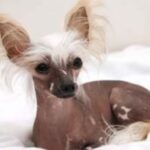 Chinese Crested