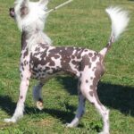 Chinese Crested