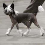 Chinese Crested