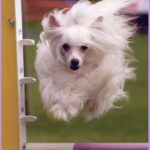 Chinese Crested
