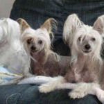 Chinese Crested