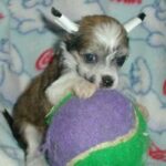 Chinese Crested