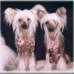 Chinese Crested