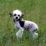 Chinese Crested