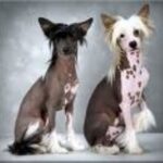 Chinese Crested