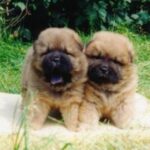 Chow Chow