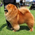 Chow Chow