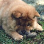 Chow Chow
