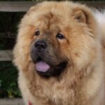 Chow Chow