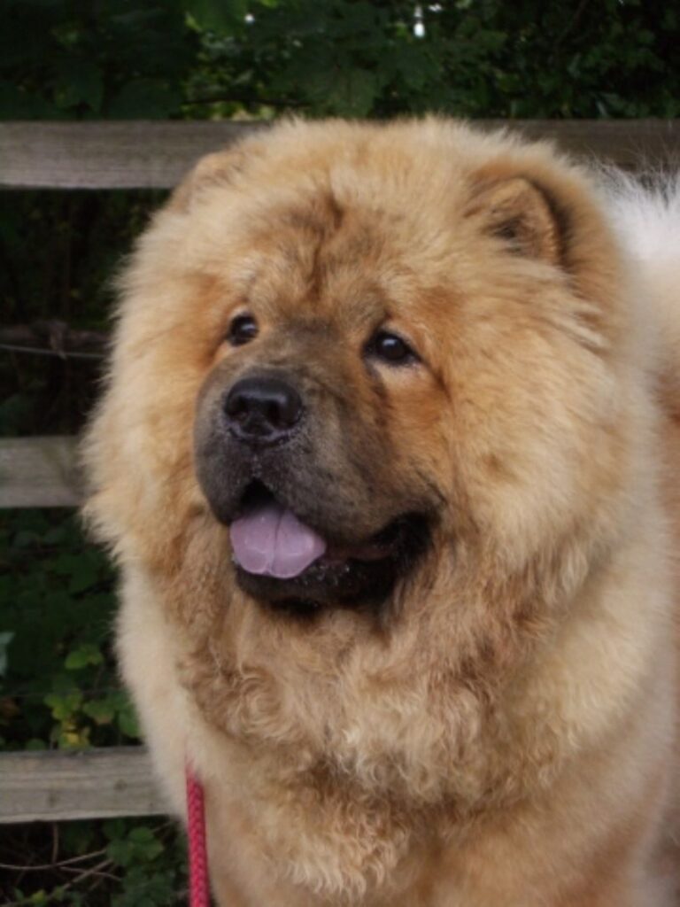 Chow Chow