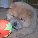 Chow Chow