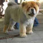 Chow Chow
