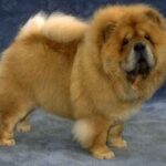 Chow Chow
