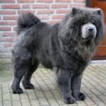 Chow Chow