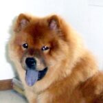 Chow Chow
