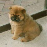 Chow Chow