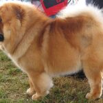 Chow Chow