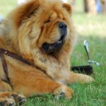 Chow Chow