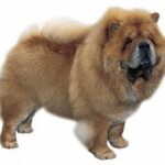 Chow Chow