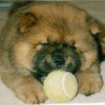 Chow Chow