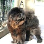 Chow Chow