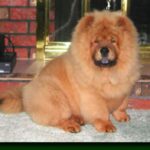 Chow Chow