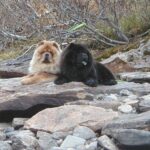 Chow Chow