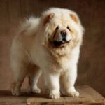 Chow Chow