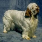 Clumber Spaniel
