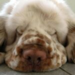 Clumber Spaniel
