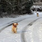 Clumber Spaniel