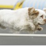 Clumber Spaniel