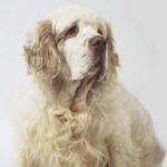 Clumber Spaniel
