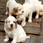 Clumber Spaniel