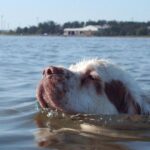 Clumber Spaniel